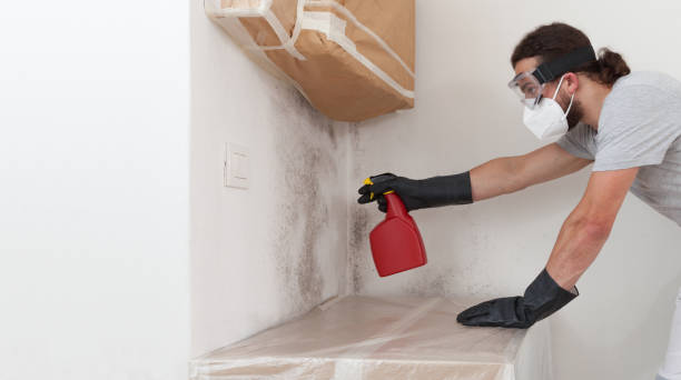 Professional Mold Remediation technician working in Englewood, NJ